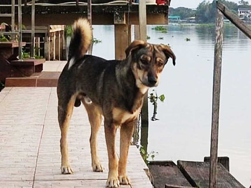 Este gato é “gerente” de uma loja de cães. Tem até uma coleção de gravatas  – PiT