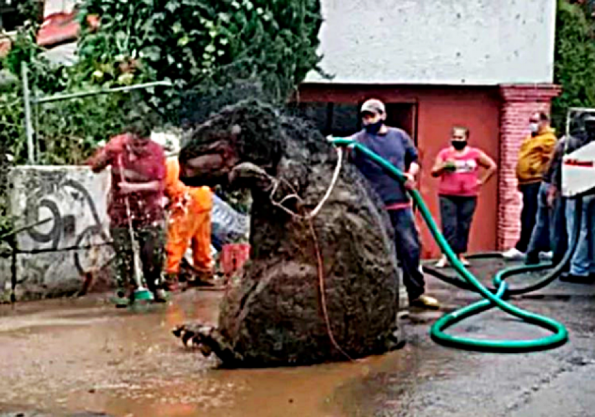 Rato gigante é visto nas ruas do centro de São José do Norte 